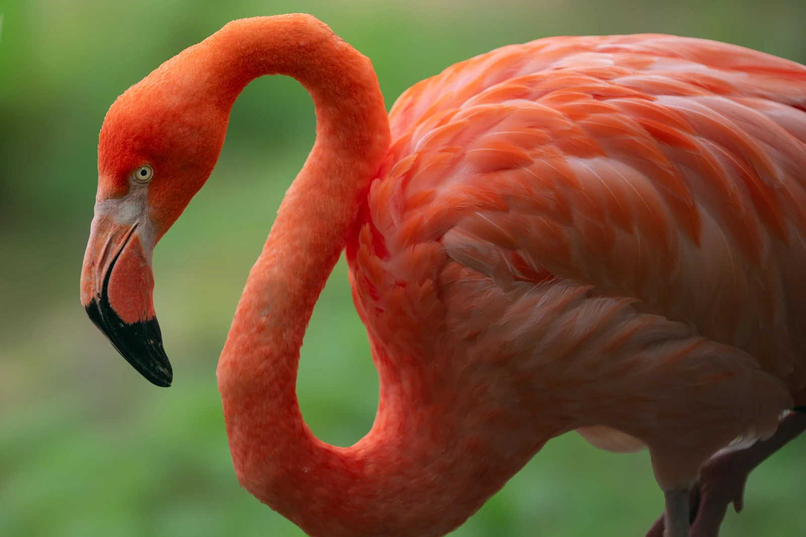Riga Zoo — 2